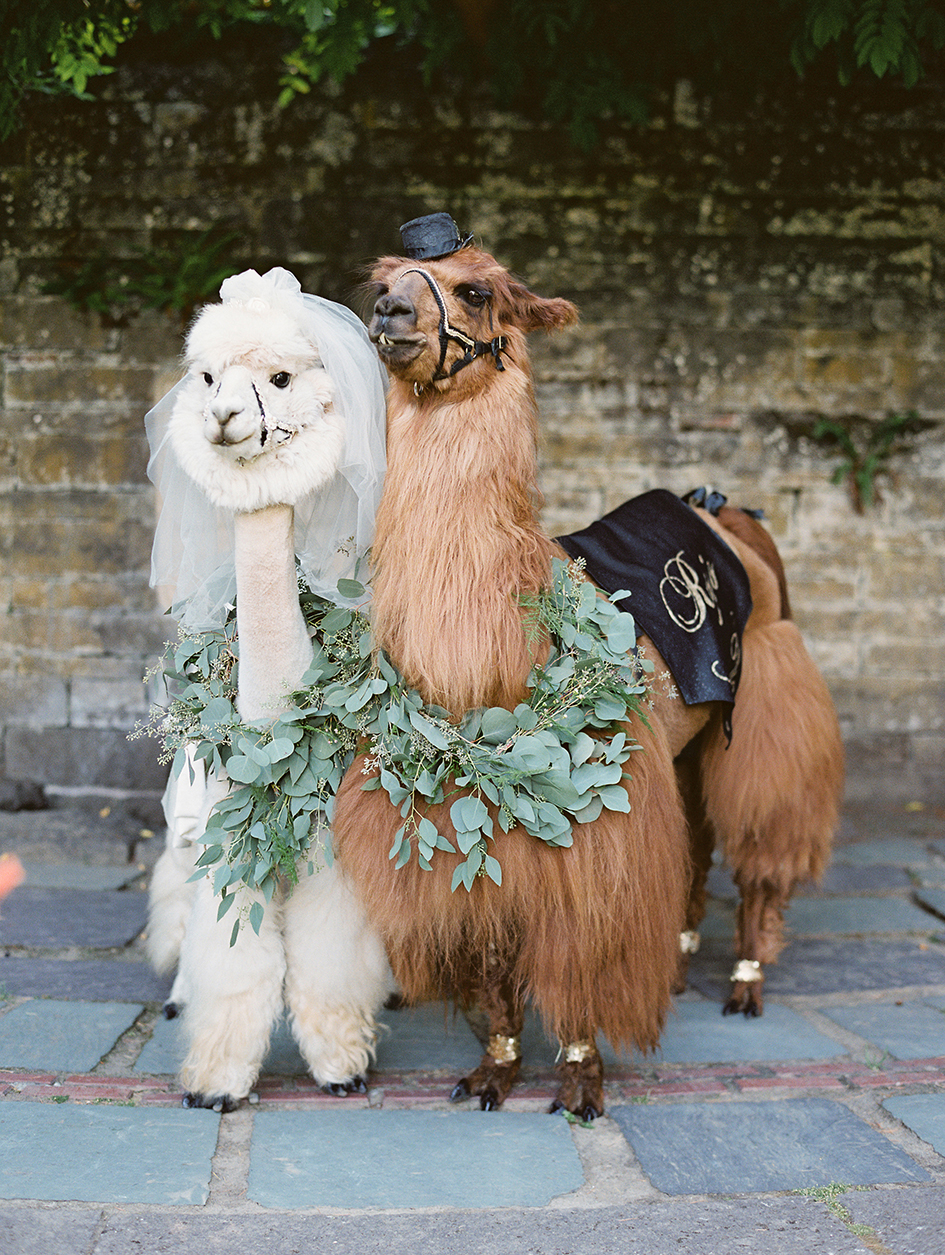 The llamas posing at the photo booth.