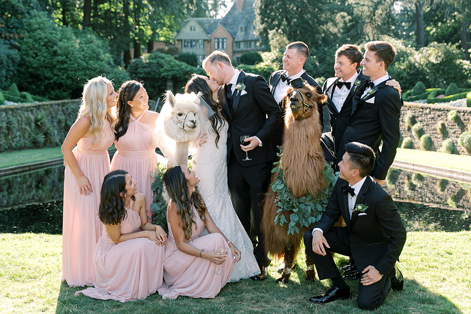 The wedding party poses with the llamas.