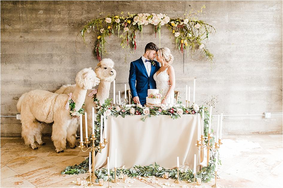 styled shoot, alpaca, wedding, oregon wedding, oregon bride, wedding alpacas, wedding inspo