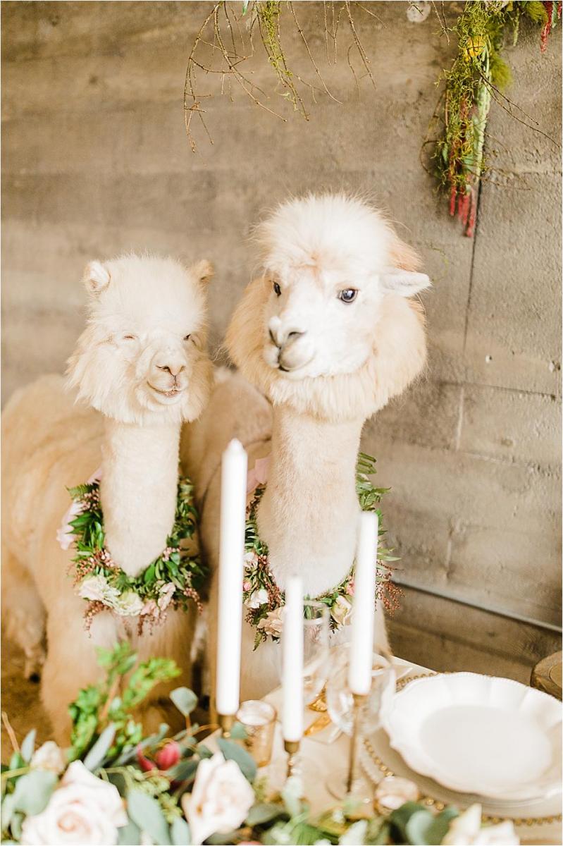 styled shoot, alpaca, wedding, oregon wedding, oregon bride, wedding alpacas, wedding inspo