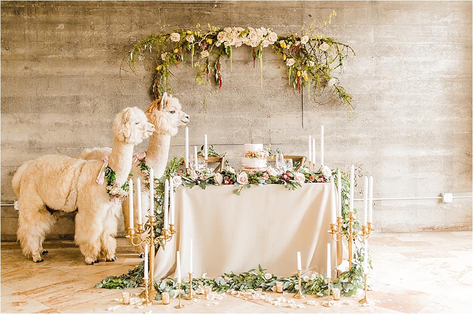 styled shoot, alpaca, wedding, oregon wedding, oregon bride, wedding alpacas, wedding inspo