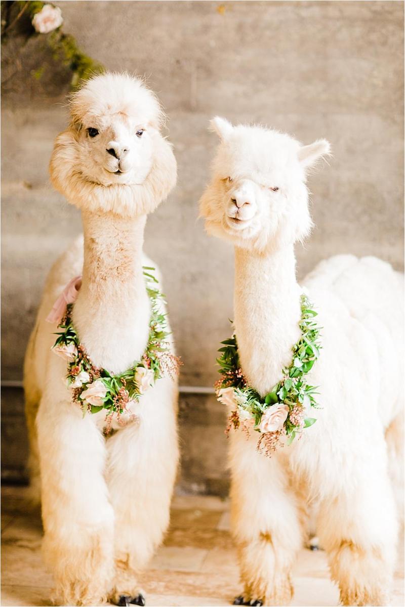 styled shoot, alpaca, wedding, oregon wedding, oregon bride, wedding alpacas, wedding inspo