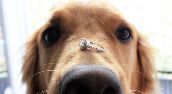 Dog Wedding Ring