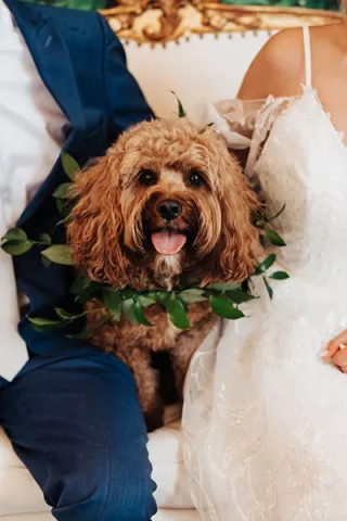 Abigail Ann Photography courtesy of Doggy Social LLC