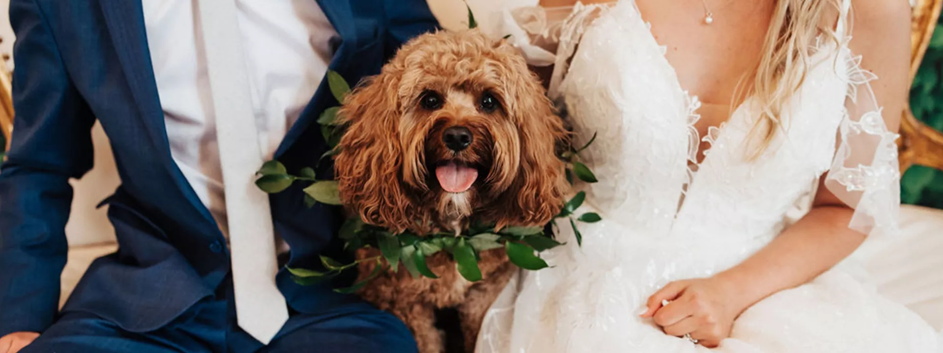 Abigail Ann Photography courtesy of Doggy Social LLC