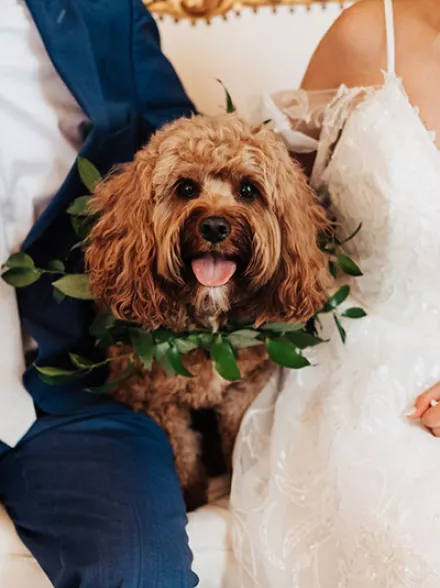 Abigail Ann Photography courtesy of Doggy Social LLC